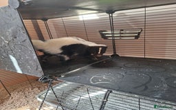Ferret rodents for sale: Male 6 month old Skunk looking for new home  - Image 1