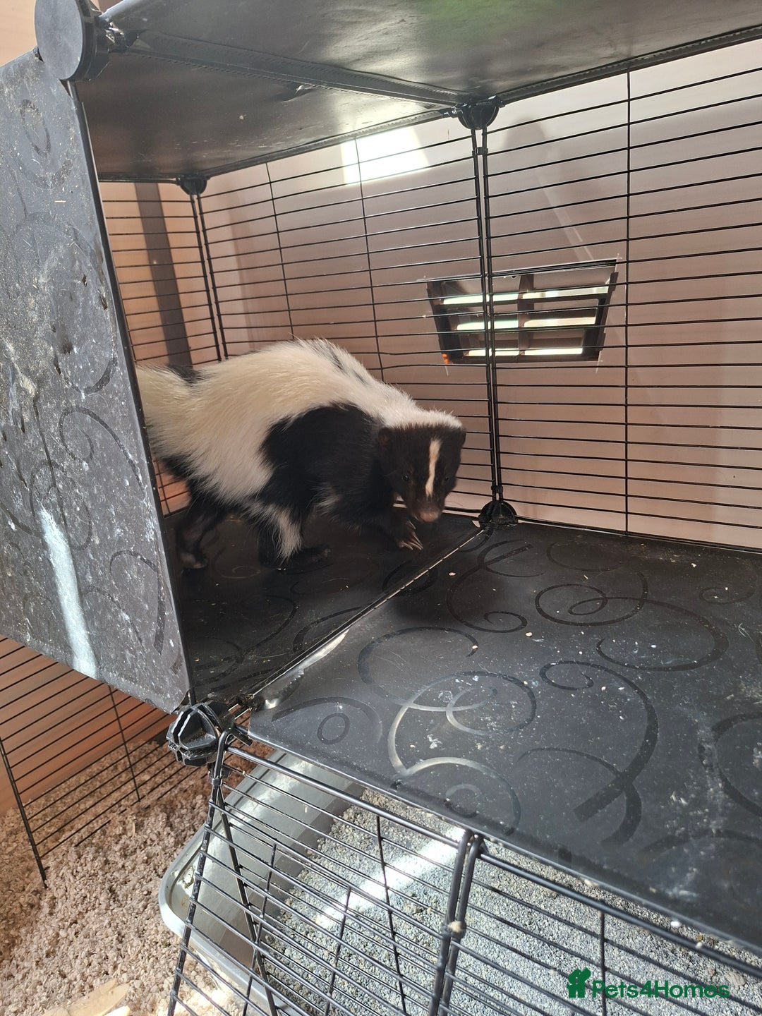 Ferret rodents for sale: Male 6 month old Skunk looking for new home  - Image 1