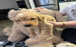 Labrador Retriever dogs for sale: Stunning lab pups - Advert 12