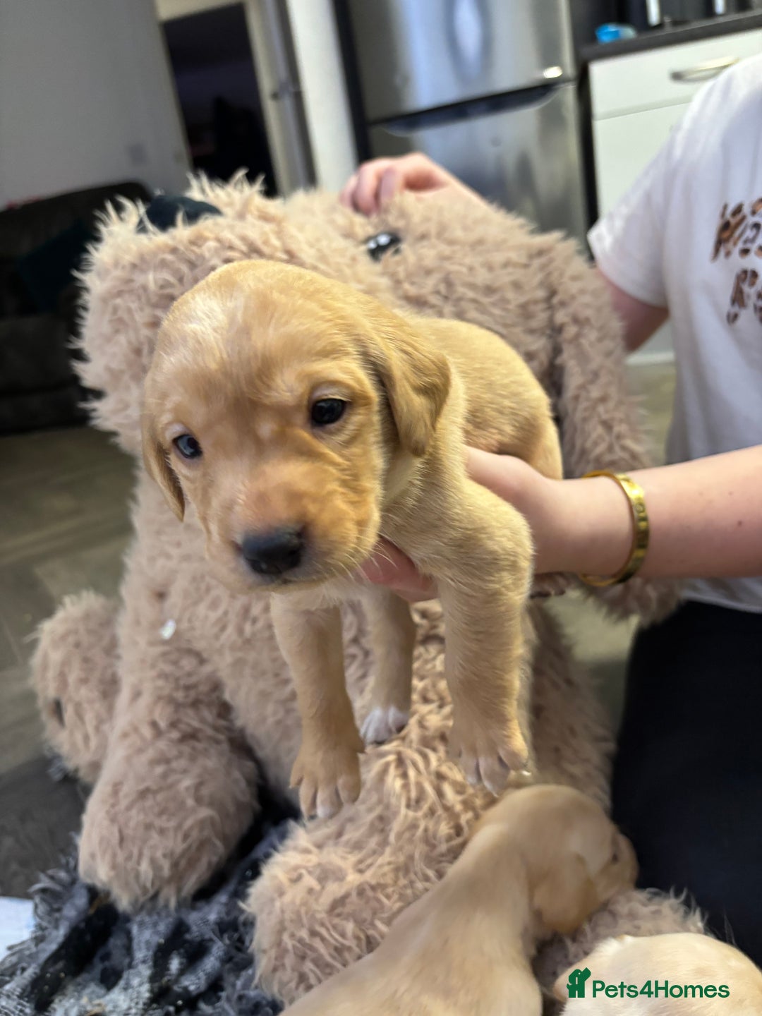 Labrador Retriever dogs for sale: Stunning lab pups - Advert 12