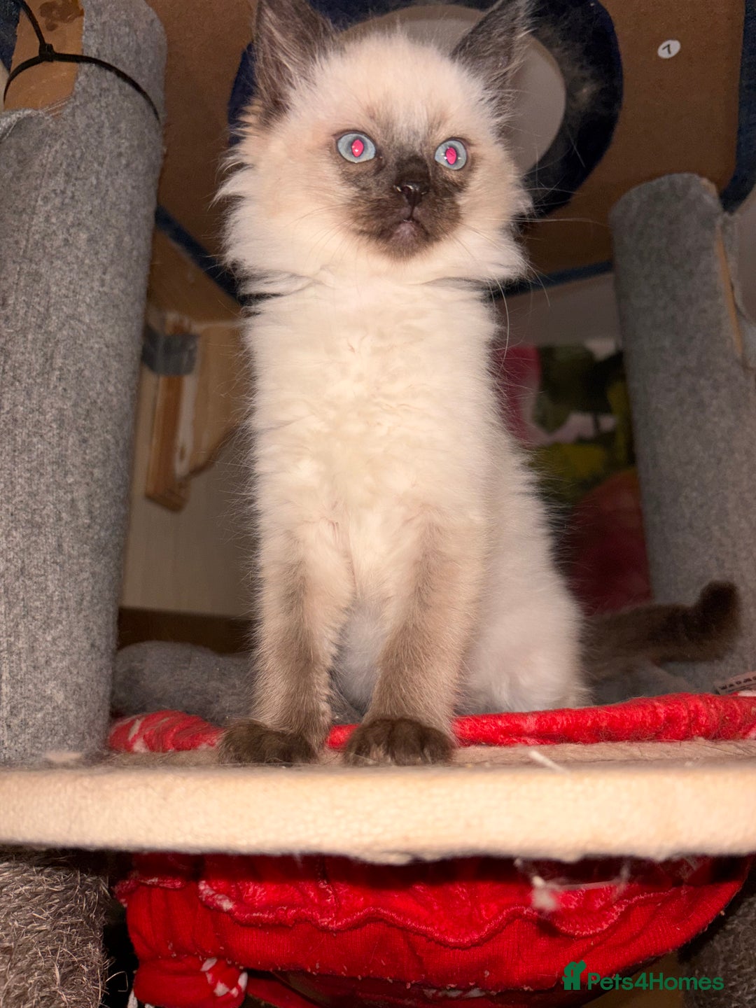 Ragdoll cats for sale: Ragdoll Bluepoint/sealpoint - Advert 4
