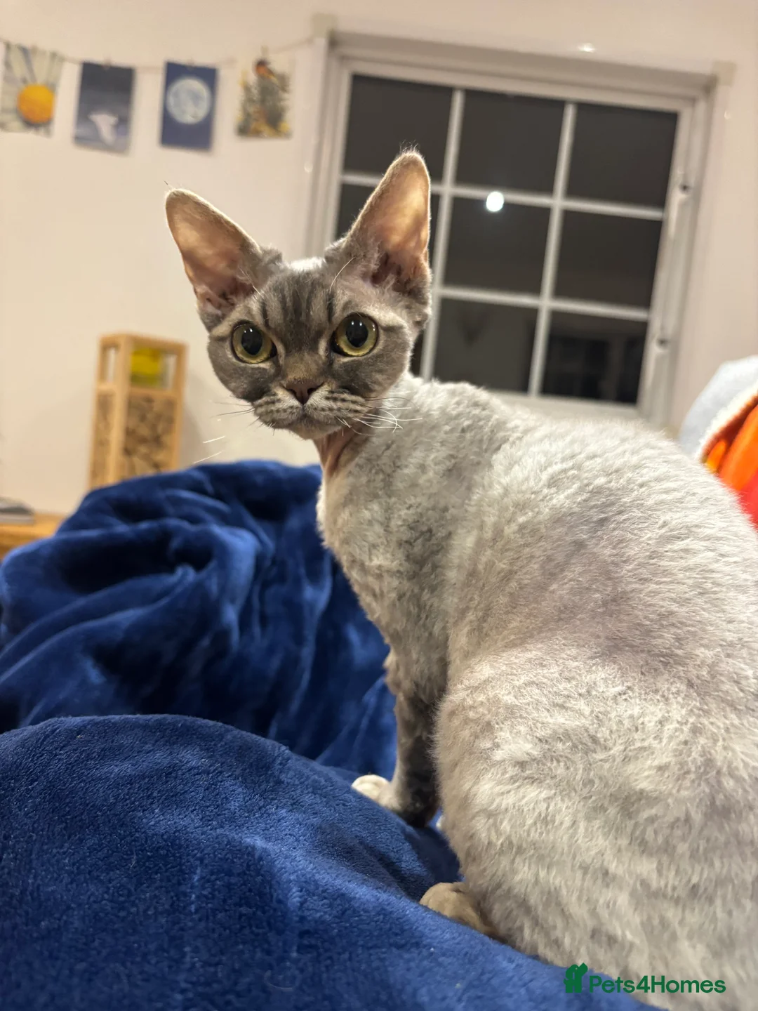 Devon Rex cats for sale: Devon Rex potentially looking for a loving home. - Advert 4