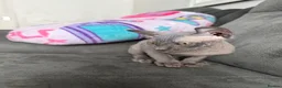 Sphynx cats for sale: Boy sadly needing to be rehomed - Advert 2