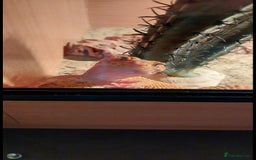 Leopard Gecko reptiles for sale: Female leopard gecko  - Image 1