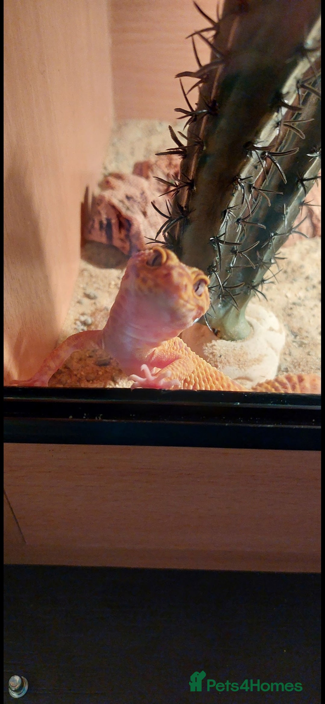 Leopard Gecko reptiles for sale: Female leopard gecko  - Image 1