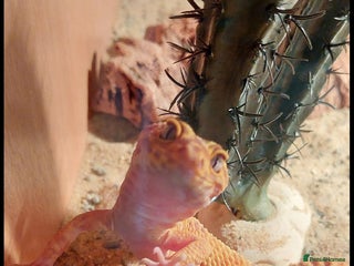 Leopard Gecko reptiles - Advert 1