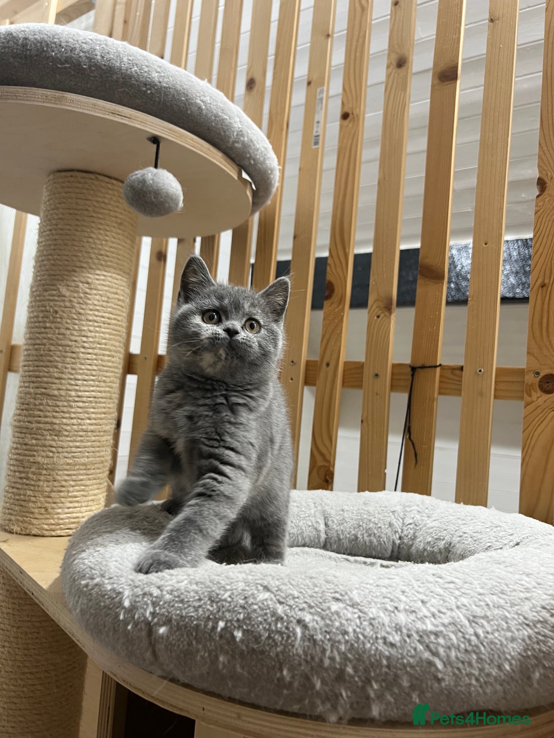 British Shorthair cats for sale: Adorable GCCF registered BSH kittens - Image 9