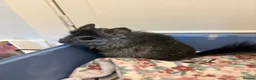 Chinchilla rodents for sale: Two chinchillas in need of loving home  in Forest Row - Advert 2