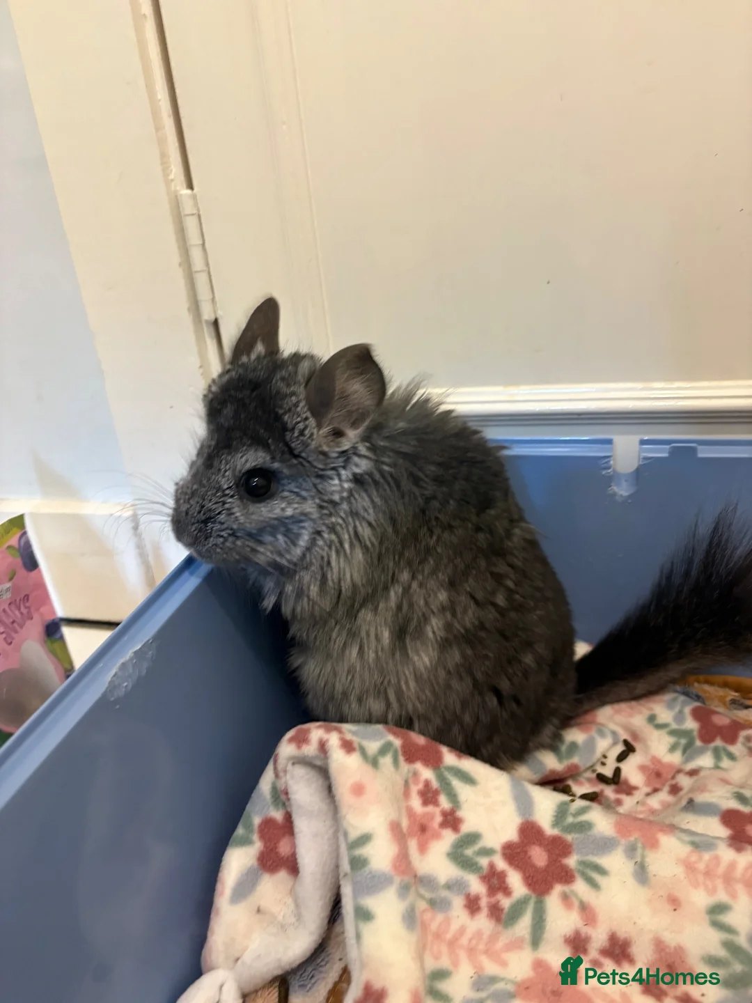 Chinchilla rodents for sale: Two chinchillas in need of loving home  in Forest Row - Advert 2