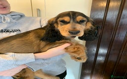 Cocker Spaniel dogs for sale: KC Show Carefully bred for Health and Temperament  - Image 8