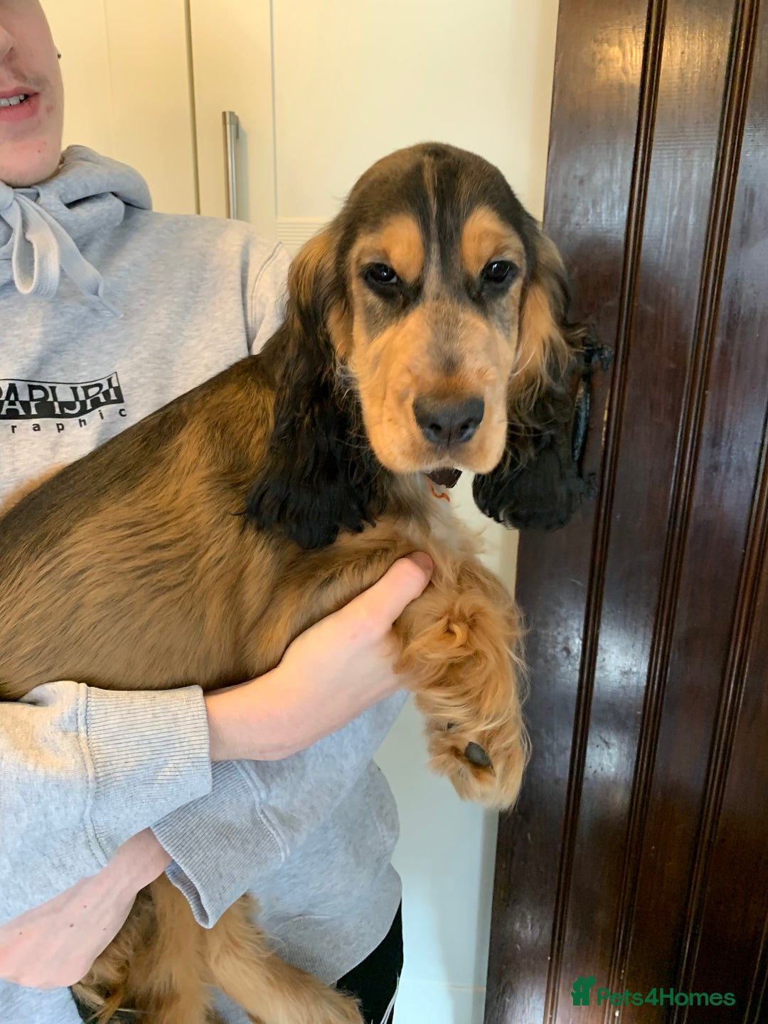 Cocker Spaniel dogs for sale: KC Show Carefully bred for Health and Temperament  - Image 8