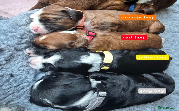 Tibetan Terrier dogs KC Registered Tibetan Terrier Puppies  - Advert 9