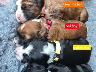 Tibetan Terrier dogs KC Registered Tibetan Terrier Puppies - Advert 1