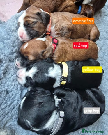 Tibetan Terrier dogs KC Registered Tibetan Terrier Puppies - Advert 1