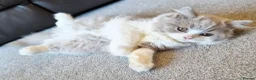 British Longhair cats for sale: Amazing loving boy  - Advert 21