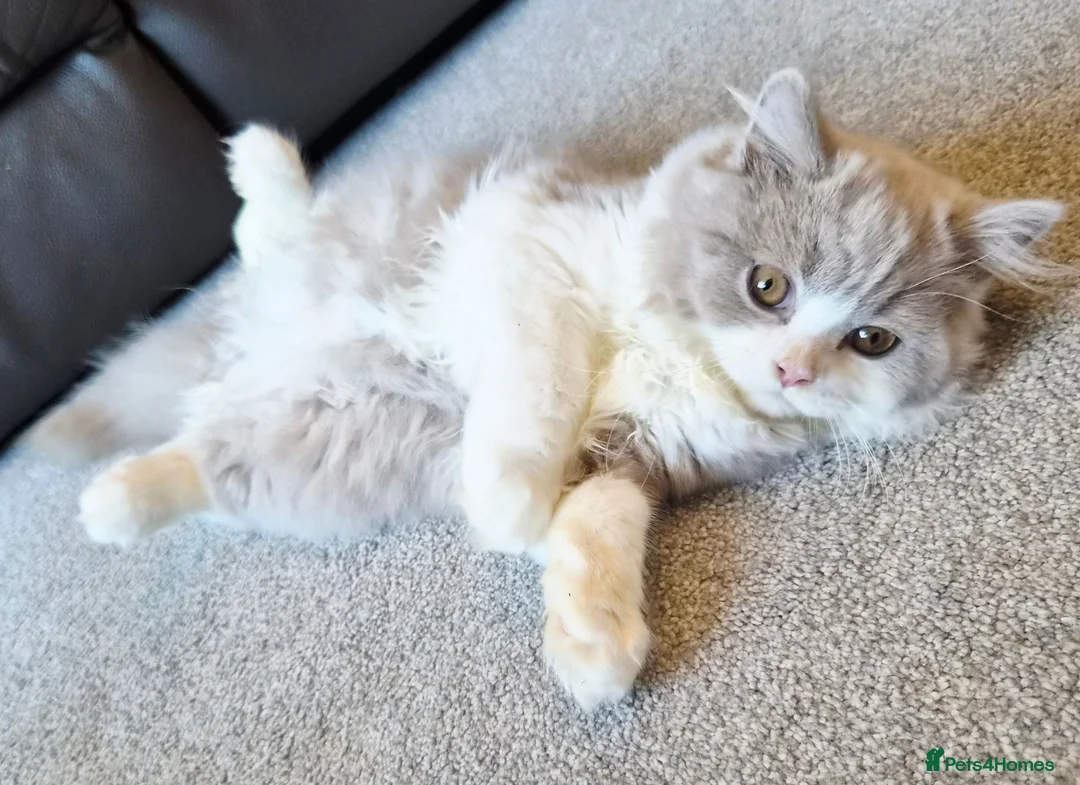 British Longhair cats for sale: Amazing loving boy  - Advert 21