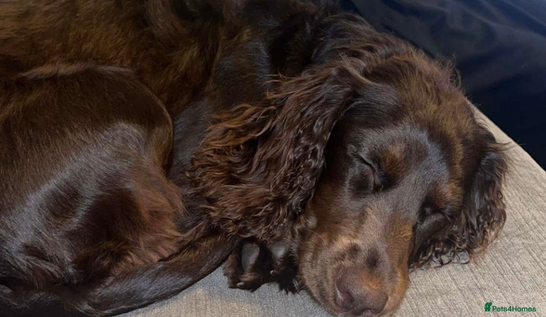 Cocker Spaniel dogs for sale: 8 month old cocker spaniel  - Advert 2