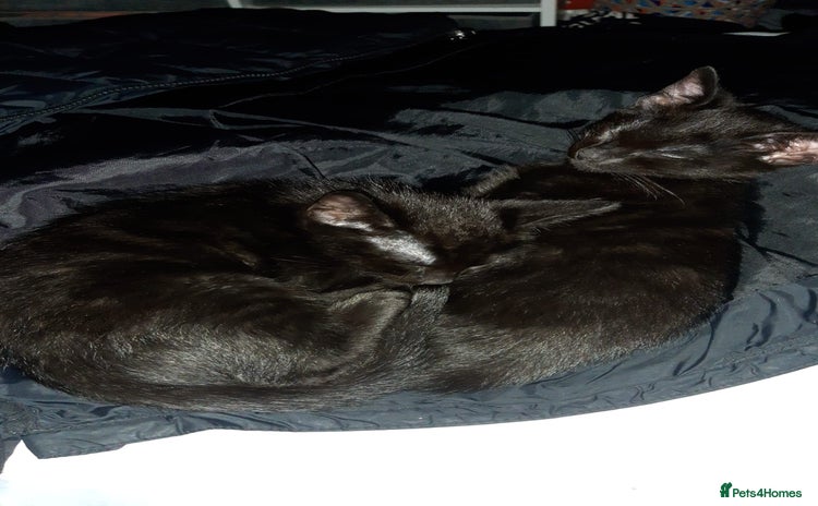 Mixed Breed cats - Advert 1