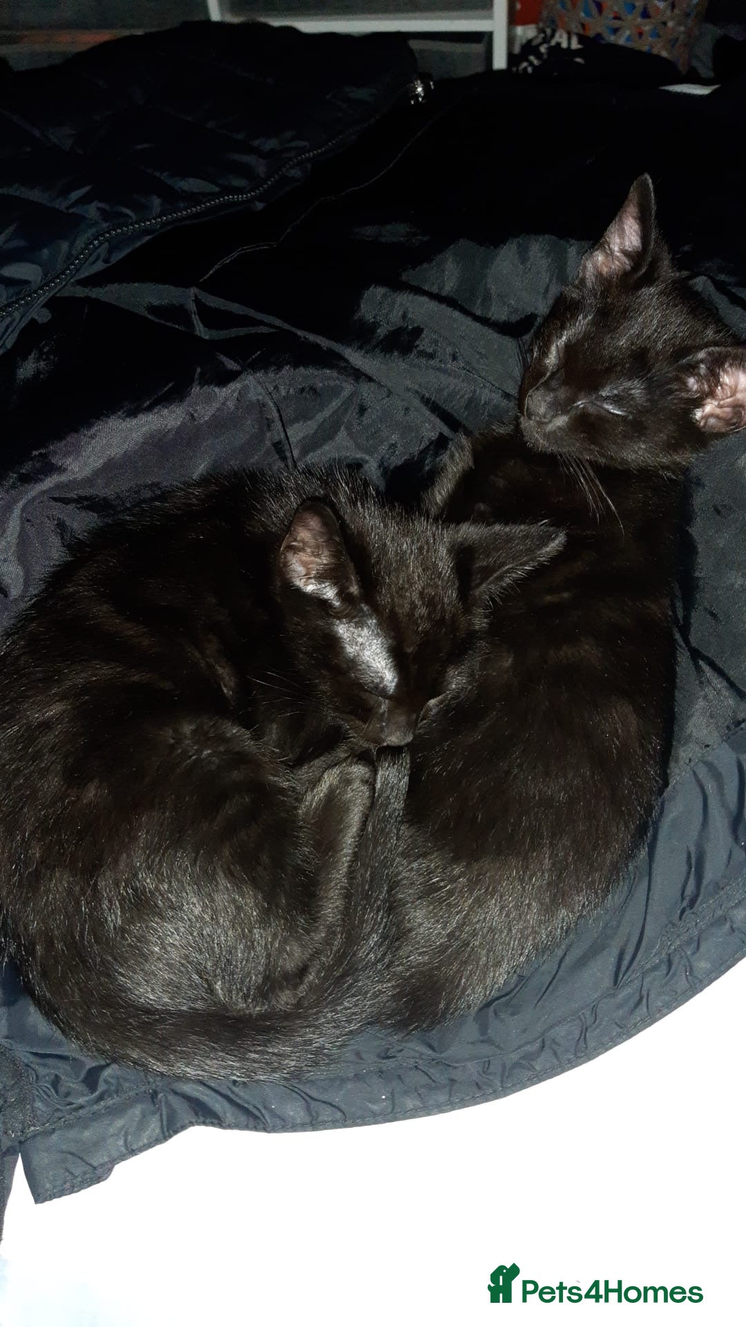 Mixed Breed cats for sale: Two male black kittens - Image 1