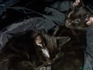 Mixed Breed cats - Advert 2