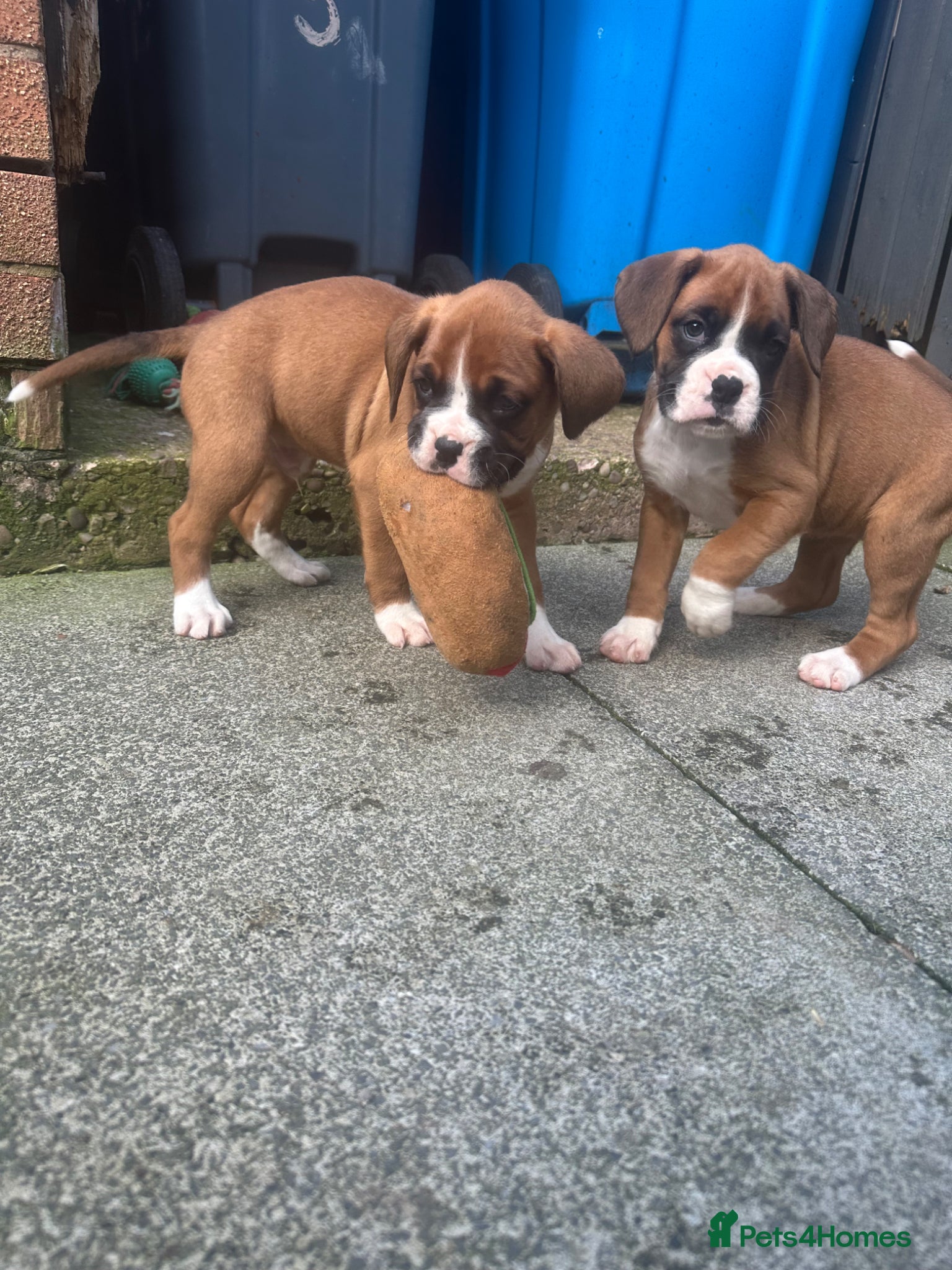 Boxer dogs Stunning boxer puppies for sale - Advert 2