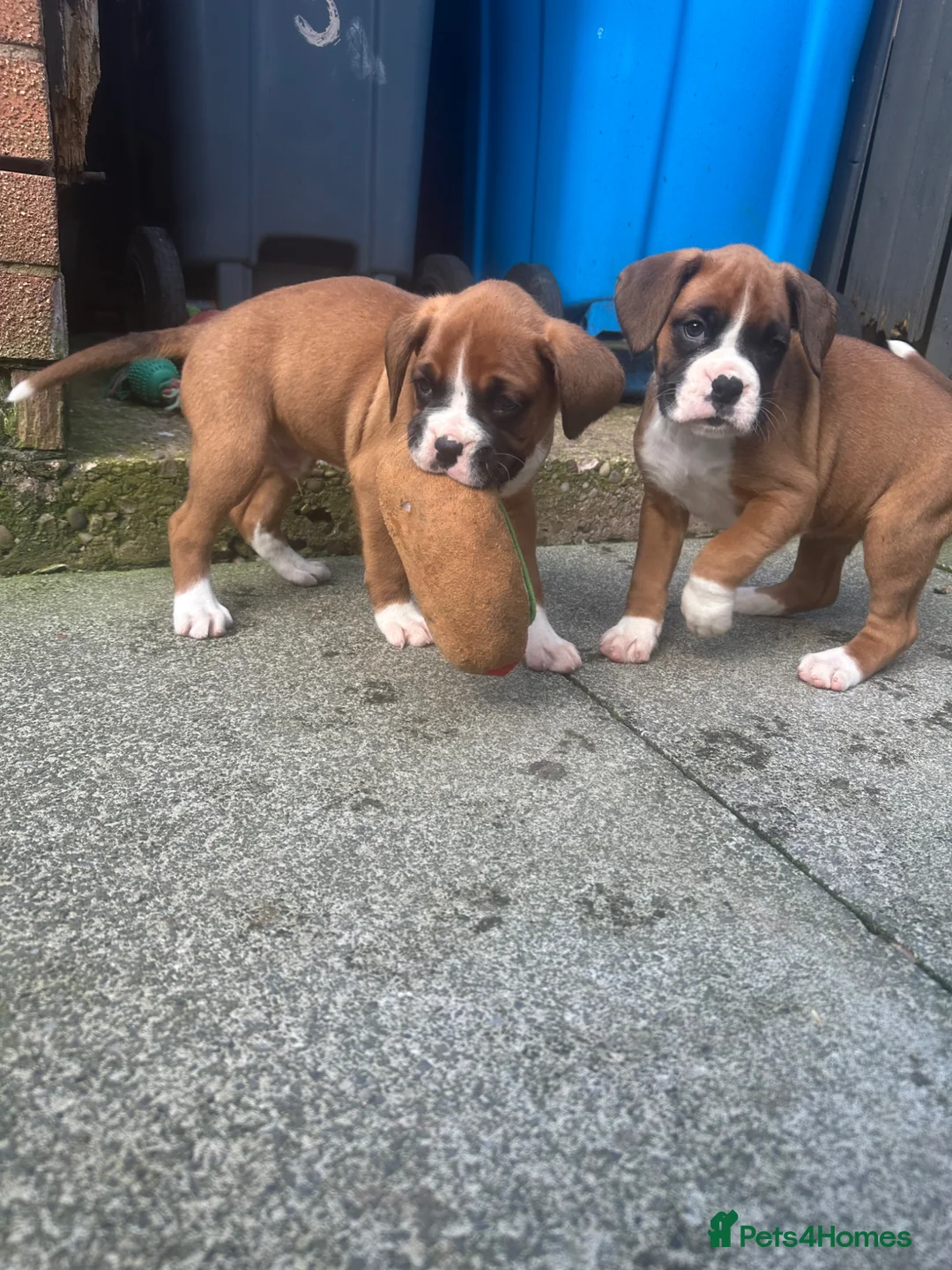 Boxer dogs for sale: Stunning boxer puppies for sale - Advert 2