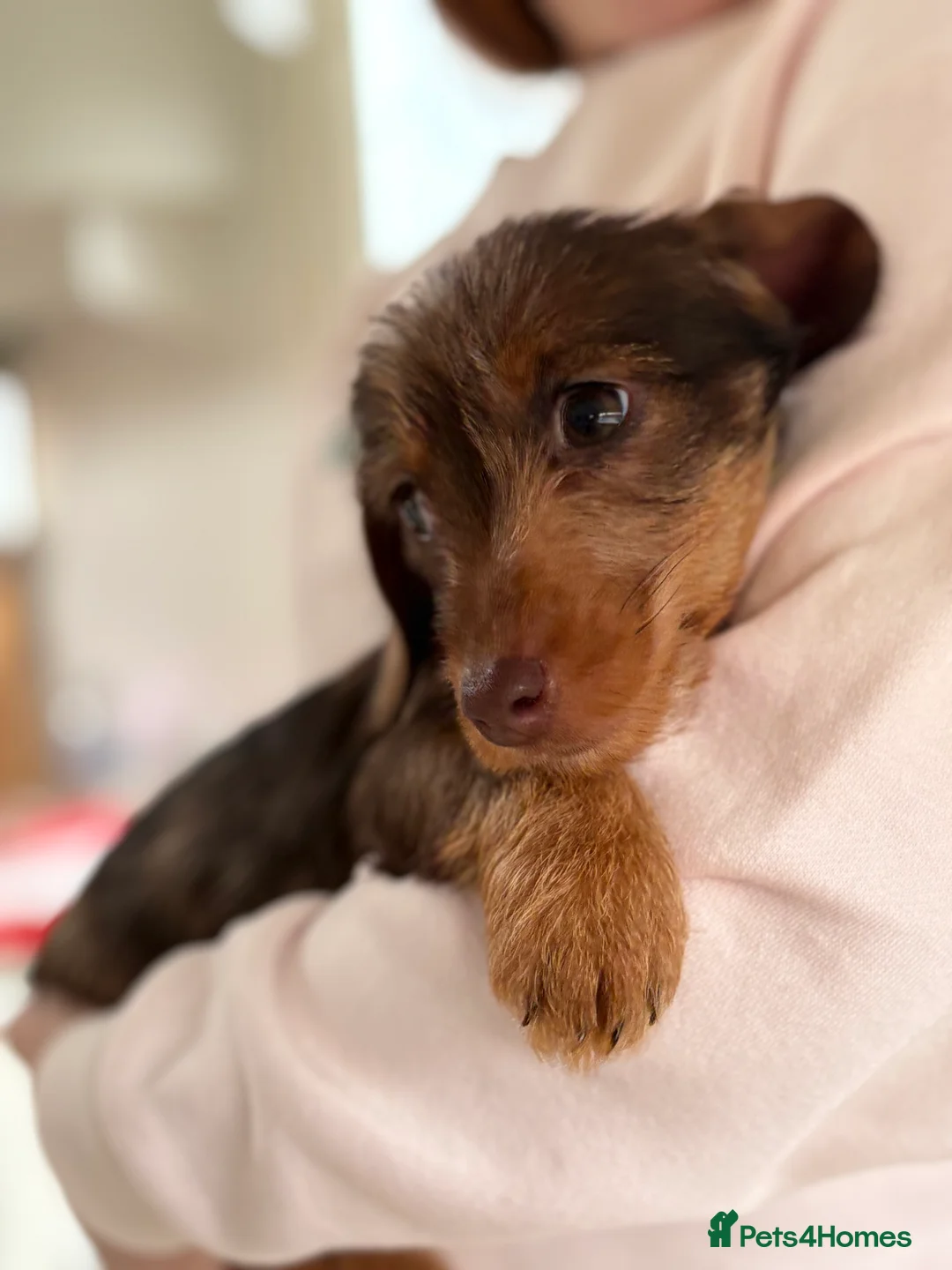Dachshund dogs for sale: 1 available Kc miniature wire hair dachshunds  - Advert 1