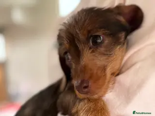 Dachshund dogs 1 available Kc miniature wire hair dachshunds - Advert 15