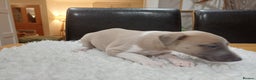 Whippet dogs for sale: KC  REG WHIPPET PUPS - Advert 6