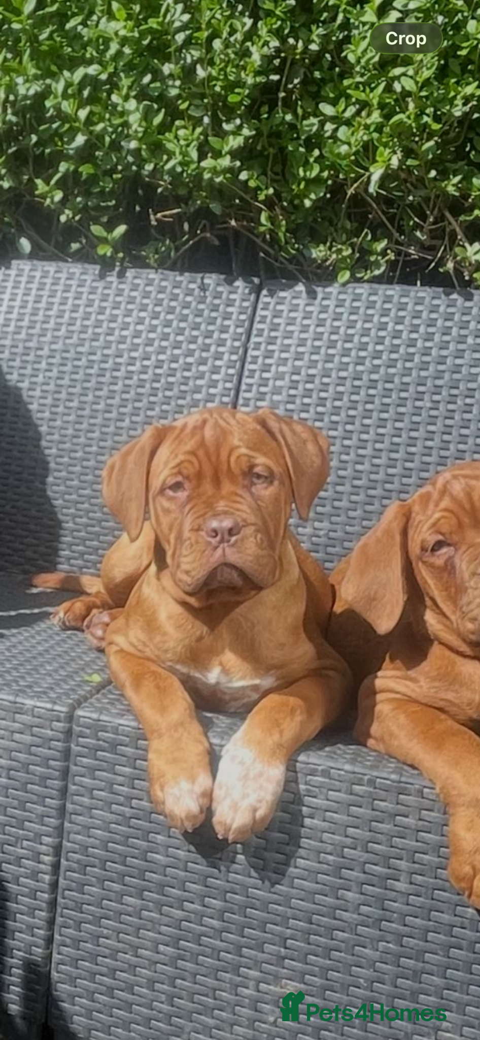 Dogue De Bordeaux dogs Dogue de Bordeaux  - Advert 10