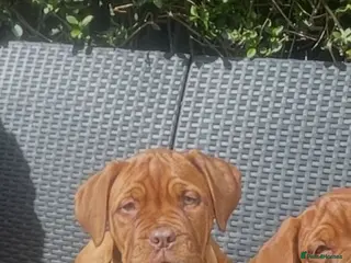 Dogue De Bordeaux dogs Dogue de Bordeaux - Advert 11
