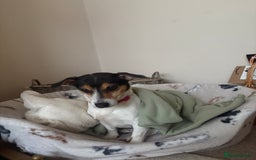 Jack Russell dogs for sale: 2x Jack Russells - Image 3