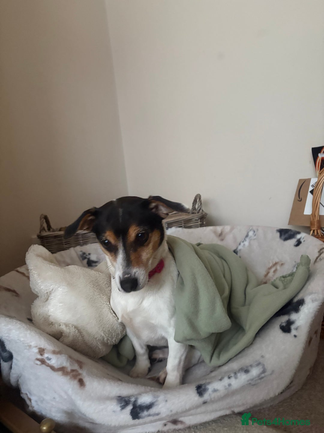 Jack Russell dogs for sale: 2x Jack Russells - Image 3