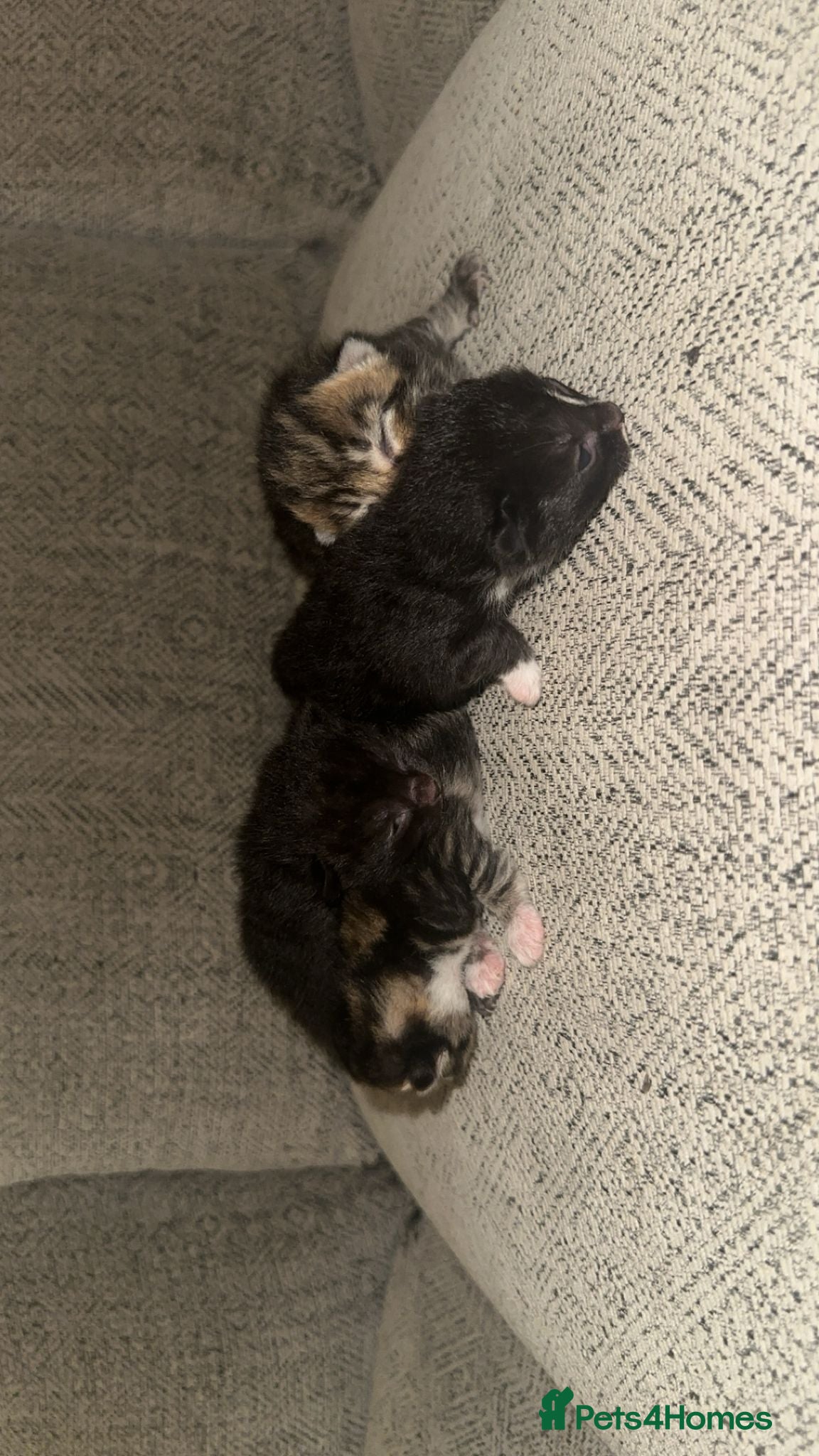 Mixed Breed cats 4 beautiful kittens - Advert 1