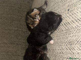 Mixed Breed cats 4 beautiful kittens - Advert 1