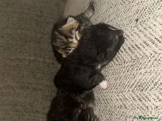 Mixed Breed cats 4 beautiful kittens - Advert 14