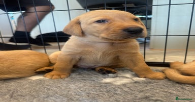 Labrador Retriever dogs - Advert 12