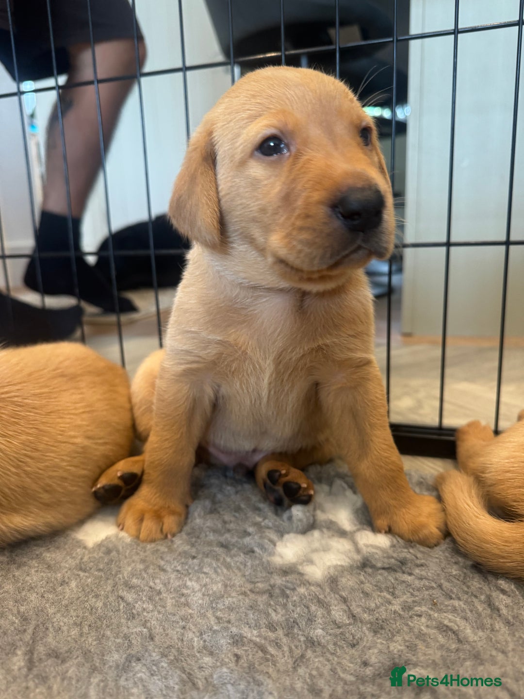 Labrador Retriever dogs for sale: Fox Red Boy  - Image 9