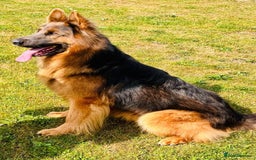 German Shepherd dogs for sale: TOP QUALITY GERMAN SHEPHERD LITTERS - Image 6
