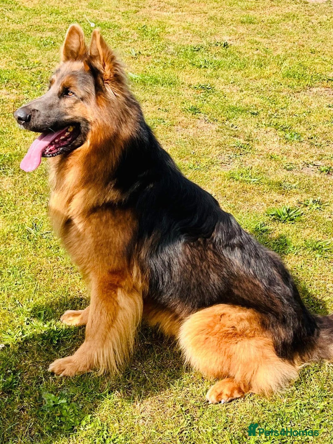 German Shepherd dogs for sale: TOP QUALITY GERMAN SHEPHERD LITTERS - Image 6