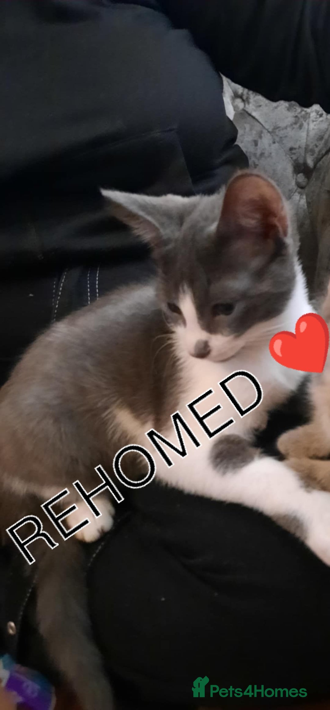 American Shorthair cats for sale: *1 kitten available* American shorthair kittens  - Image 2