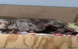 Miniature Dachshund dogs for sale: Dachshund puppys  - Image 1