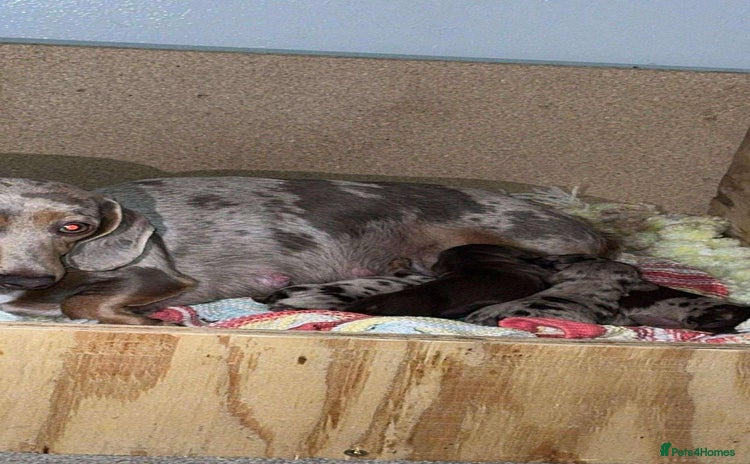 Miniature Dachshund dogs - Advert 7