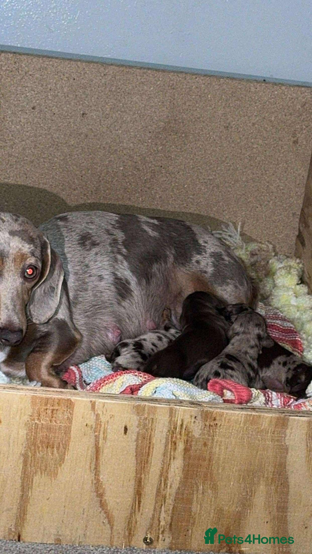 Miniature Dachshund dogs for sale: Dachshund puppys  - Image 1