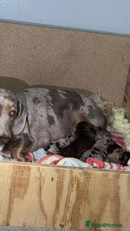 Miniature Dachshund dogs - Advert 1