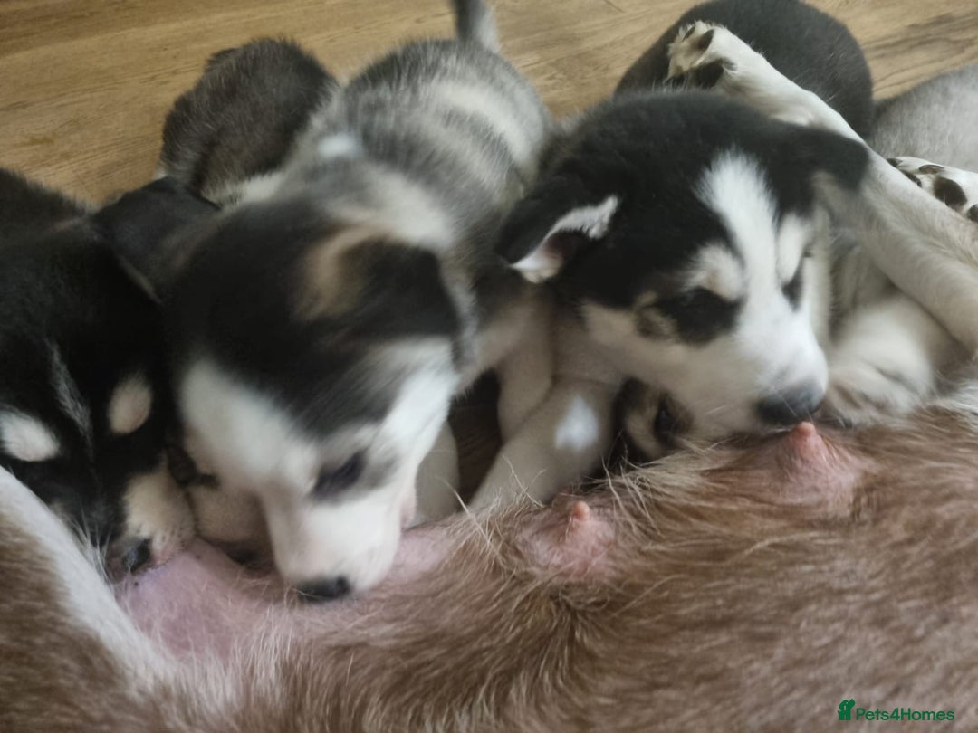 Mixed Breed dogs for sale: Pomsky for sale - Advert 11
