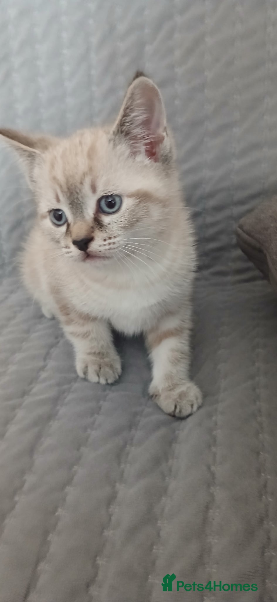 Mixed Breed cats Male kitten - Advert 17