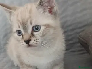 Mixed Breed cats Male kitten - Advert 17