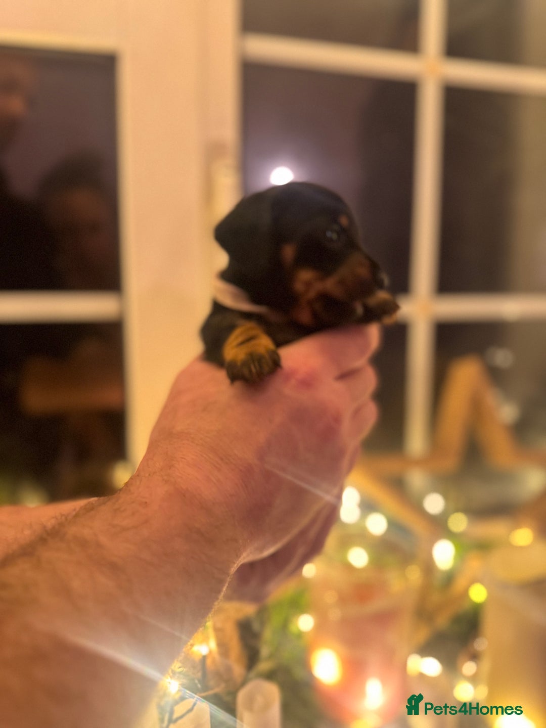 Miniature Dachshund dogs for sale: Gorgeous miniature dachshunds   - Advert 5