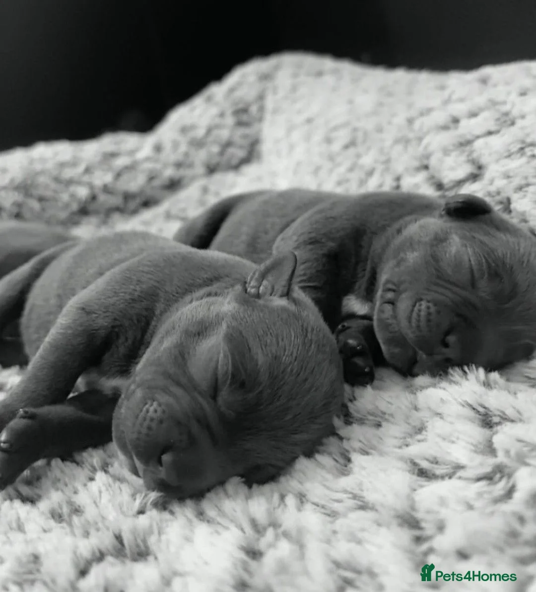 Staffordshire Bull Terrier dogs for sale: Beautiful KC bloodline champion staffy Puppies - Advert 2